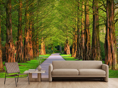 photo-wallpaper-beautiful-avenue-in-nature