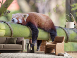 photo-wallpaper-sleeping-red-panda-funny-cute-animal-image