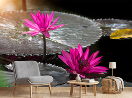 photo-wallpaper-water-lily-in-the-morning-dew