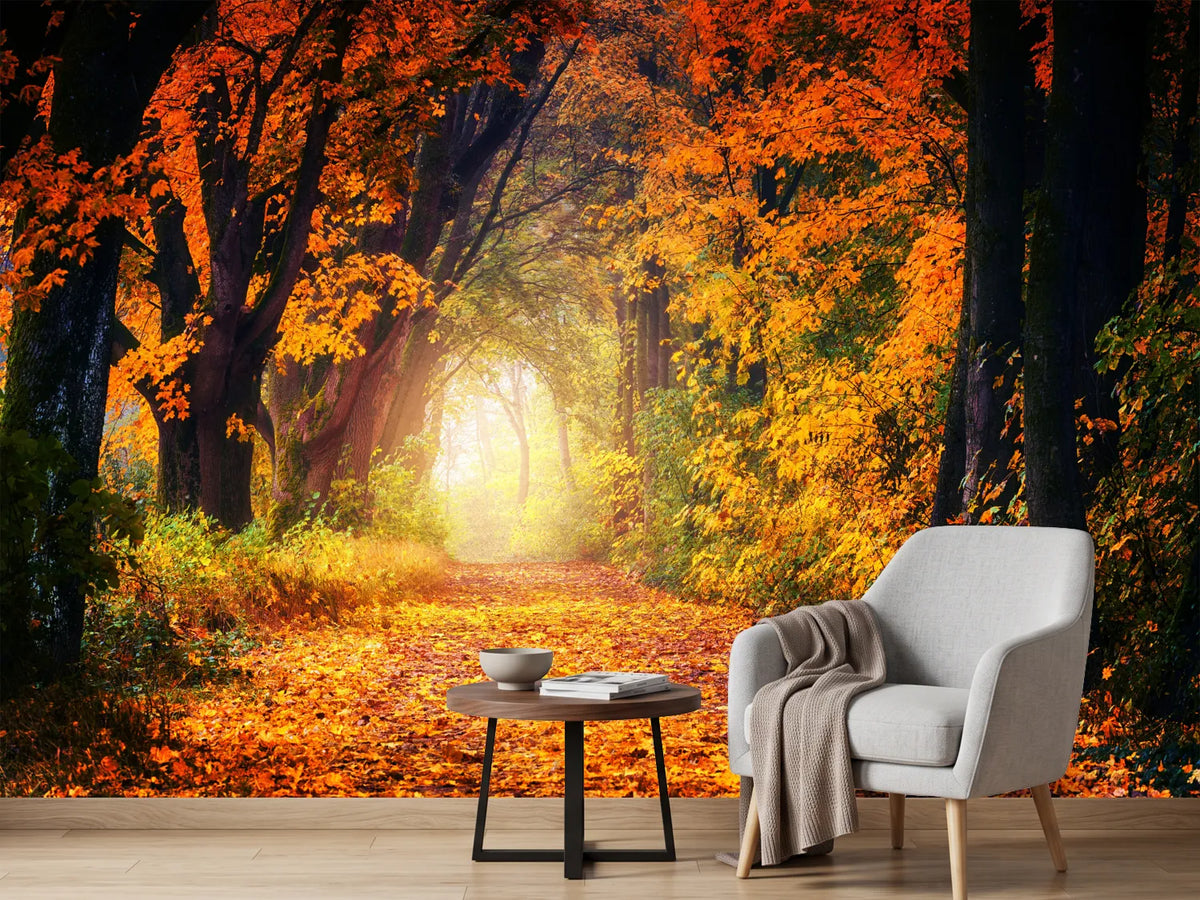photo-wallpaper-forest-walk