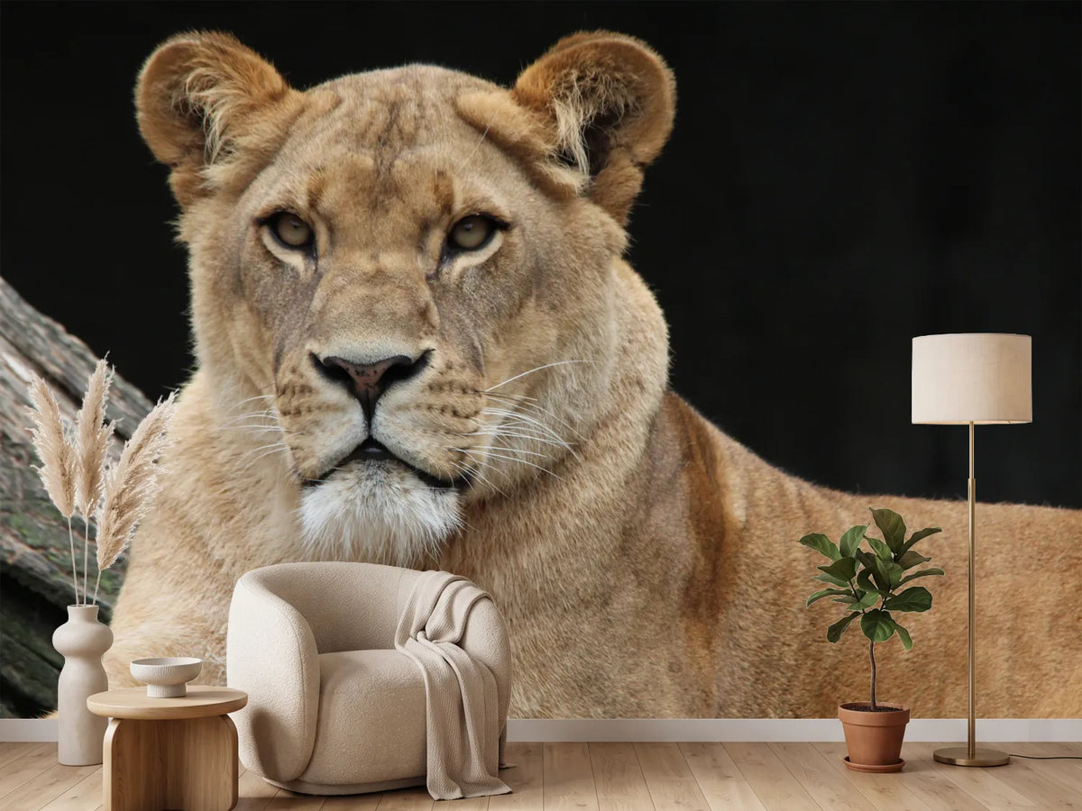 photo-wallpaper-proud-lioness