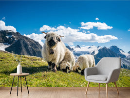 photo-wallpaper-sheep-in-the-wind-of-the-alps