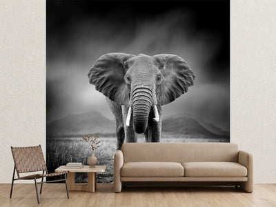 photo-wallpaper-black-and-white-image-of-a-elephant