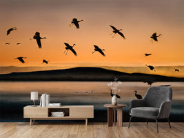 photo-wallpaper-fly-in-at-sunset