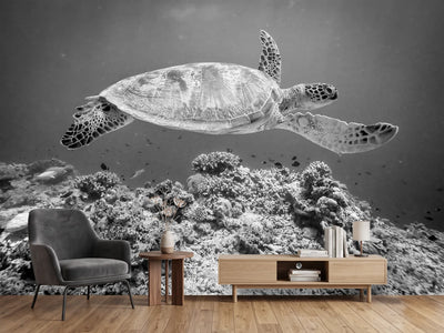photo-wallpaper-sea-turtle-at-sipadan-x
