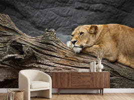 photo-wallpaper-dreaming-lioness