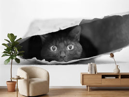 photo-wallpaper-cat-in-a-bag-x