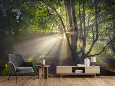 photo-wallpaper-the-morning-light-x