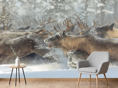 photo-wallpaper-running-reindeer-herd