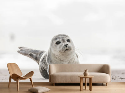 photo-wallpaper-small-seal-on-the-beach