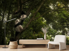 photo-wallpaper-panda-x
