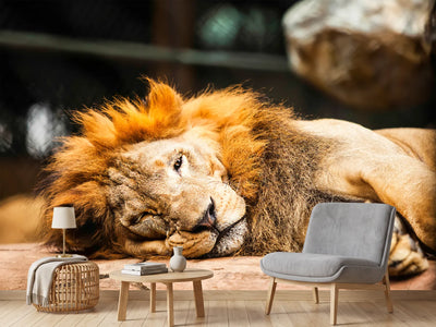 photo-wallpaper-relaxed-lion