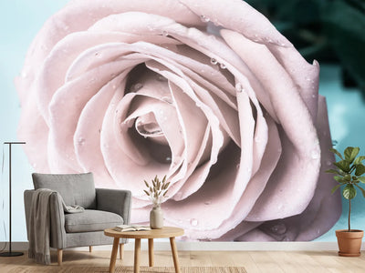 photo-wallpaper-pastel-rose