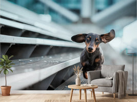 photo-wallpaper-dachshund-with-flying-ears