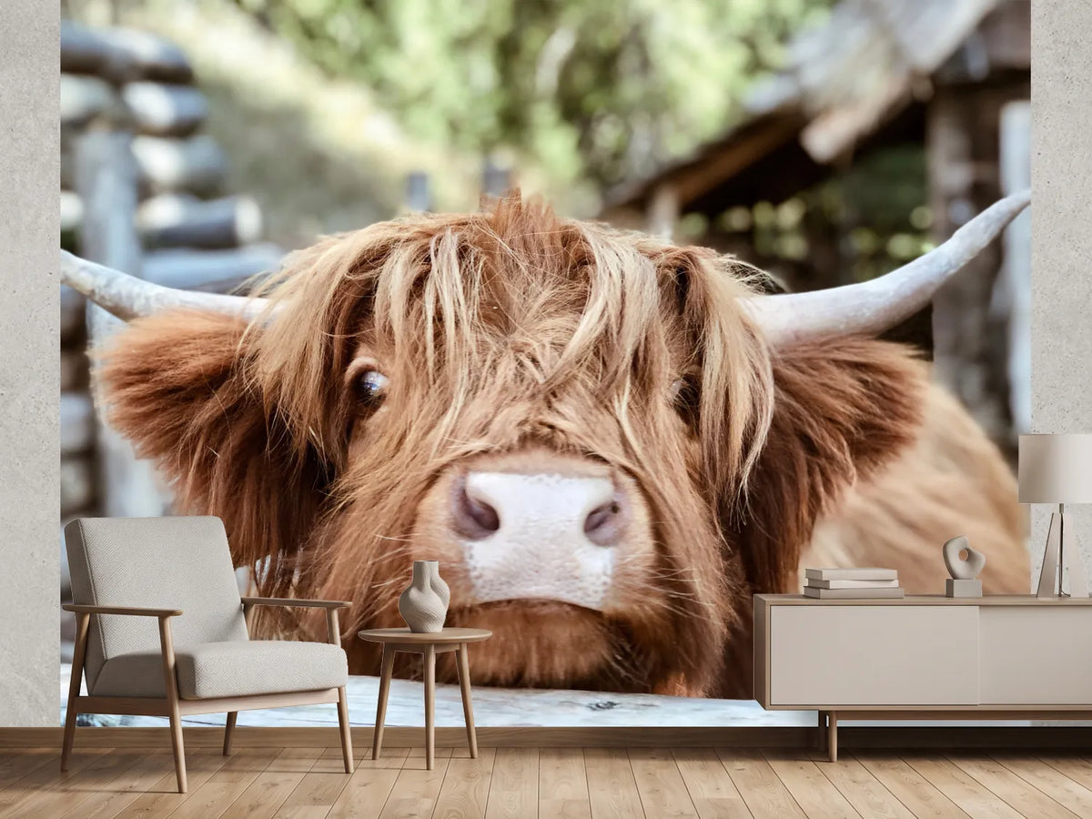 photo-wallpaper-highland-cattle-close-up