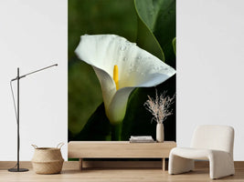 photo-wallpaper-white-calla-with-morning-dew