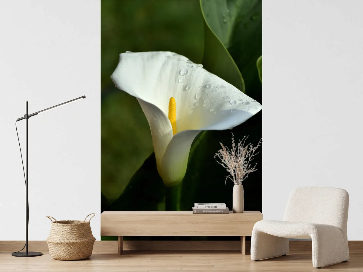 photo-wallpaper-white-calla-with-morning-dew