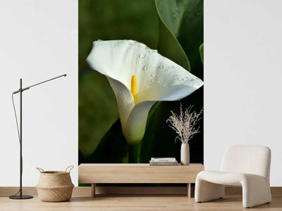 photo-wallpaper-white-calla-with-morning-dew