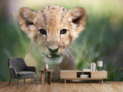 photo-wallpaper-lion-baby