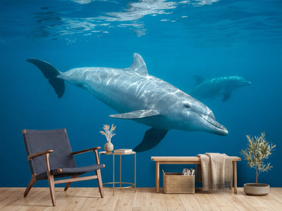 photo-wallpaper-curious-dolphin