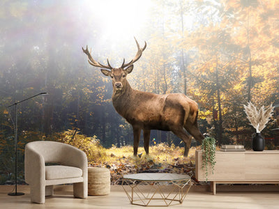 photo-wallpaper-proud-stag-in-the-autumn-forest