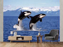 photo-wallpaper-killer-whale-orcinus-orca-pair-leaping-canada