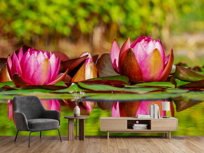 photo-wallpaper-red-water-lily-trio
