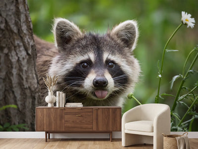 photo-wallpaper-raccoon-in-backyard
