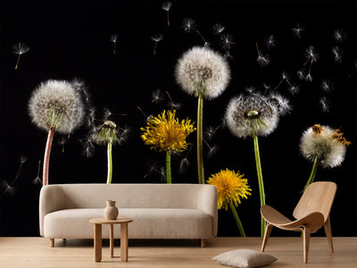 photo-wallpaper-the-phases-of-dandelion