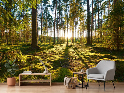 photo-wallpaper-sunrise-in-pine-forest