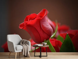 photo-wallpaper-red-rose-in-xl