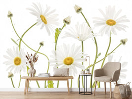 photo-wallpaper-ox-eye-daisies