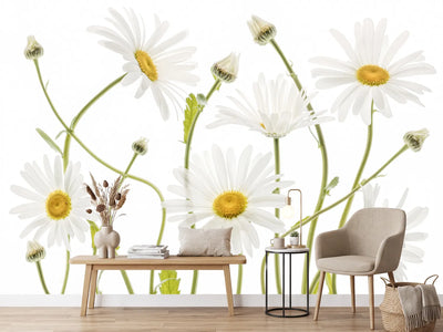 photo-wallpaper-ox-eye-daisies