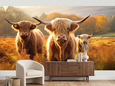 photo-wallpaper-highland-cows-on-the-pasture