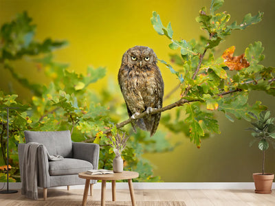 photo-wallpaper-eurasian-scops-owl-x