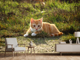 photo-wallpaper-kitten-in-nature