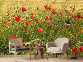 photo-wallpaper-the-poppy-in-the-wind