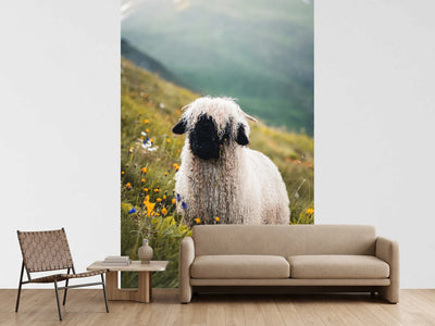 photo-wallpaper-schwarznasenschaf