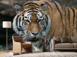 photo-wallpaper-xl-tiger