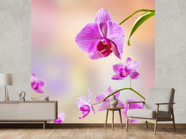 photo-wallpaper-romantic-orchids