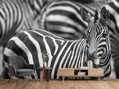 photo-wallpaper-stripes-x
