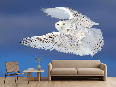 photo-wallpaper-flight-of-the-snowy-snowy-owl