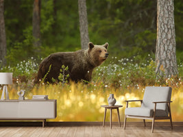 photo-wallpaper-brown-bear-x