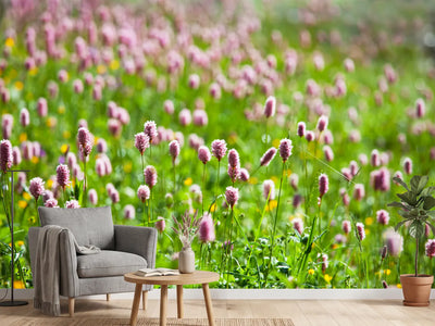 photo-wallpaper-clover