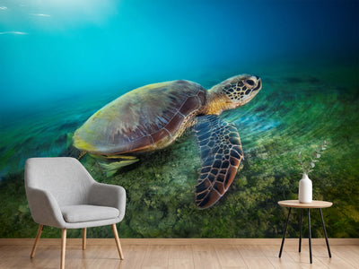 photo-wallpaper-green-turtle