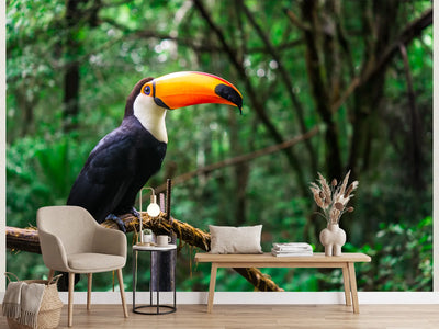 photo-wallpaper-toucan-with-glowing-orange-bill-on-a-branch-in-lush-rainforest