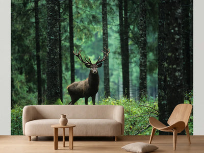 photo-wallpaper-red-deer-stag-in-forest