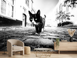 photo-wallpaper-focus-x
