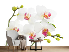 photo-wallpaper-orchids-love