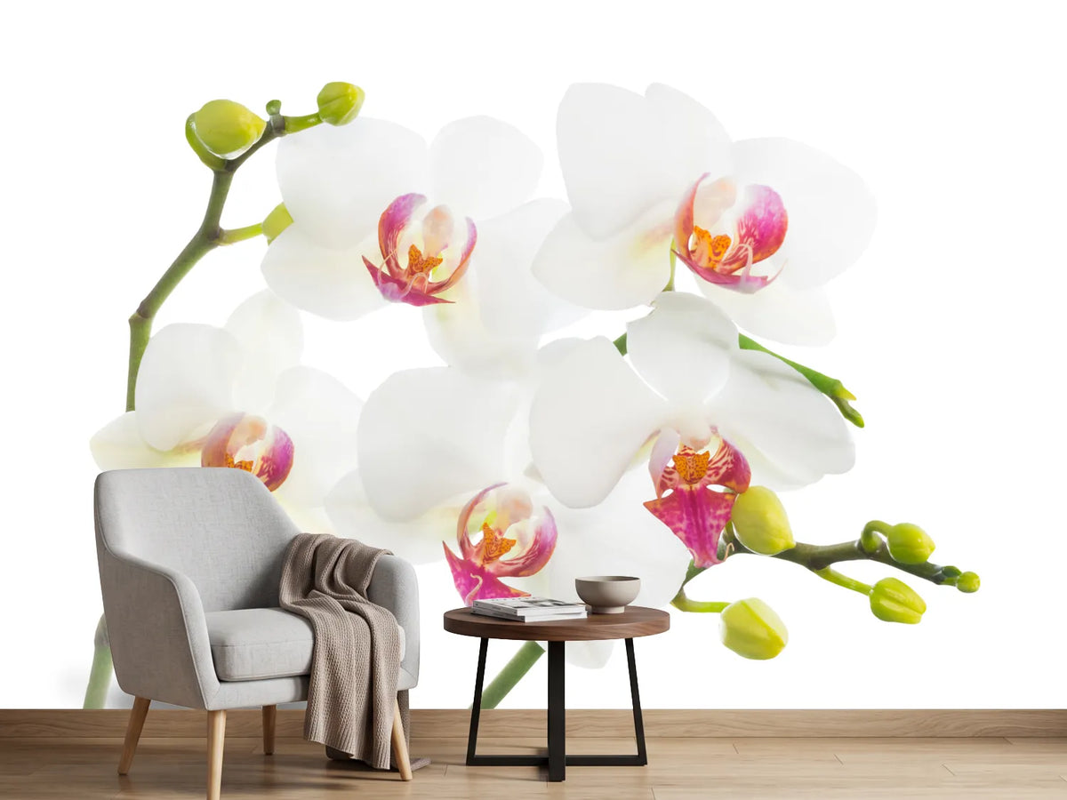 photo-wallpaper-orchids-love